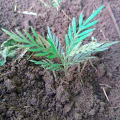 Grevillea