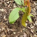 Cacao