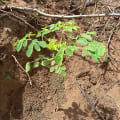 Moringa