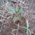 Grevillea