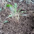 Grevillea