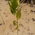 Asiatic Mangrove