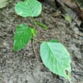 Árbol dinamita
