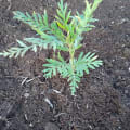 Grevillea