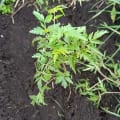 Neem