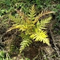 Grevillea