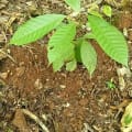 Cacao