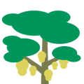 Jackfruit