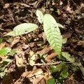 Cacao