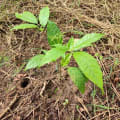 Tabebuia rosea