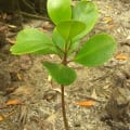 White Plant
