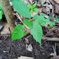 Cacao