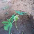 Papaya