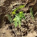 Papaya