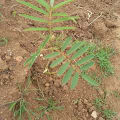Tephrosia