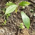 Cacao