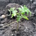 Neem