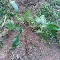 Frans' Longan-Tree