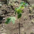 Papaya