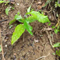 Cacao