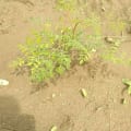 Moringa