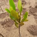 Mangrove Jaune