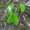 Arbre dynamite