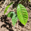 Cacao