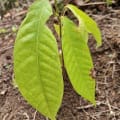 Cacao