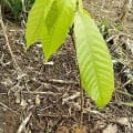 Cacao