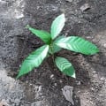 Cacao