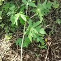 Papaya
