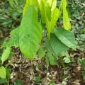 Cacao