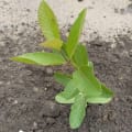 Guayaba