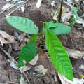 Cacao