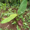 Banano