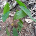Cacao