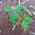 Moringa
