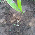 Cashew