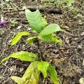 Cacao