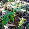 Papaya