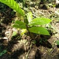 Cacao