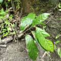 Cacao