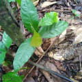 Cacao