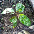 Cacaotier
