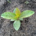 Guayaba