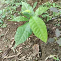 Cacao