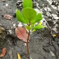 Weiße Mangrove