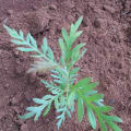 Grevillea