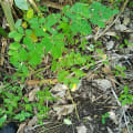 Moringa